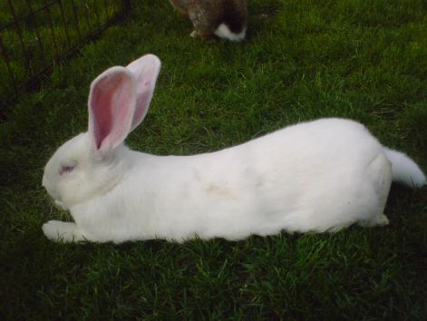 2010.04.04. Helga 